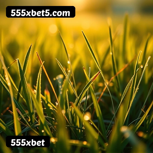 Requisitos do APK da 555xbet para Android